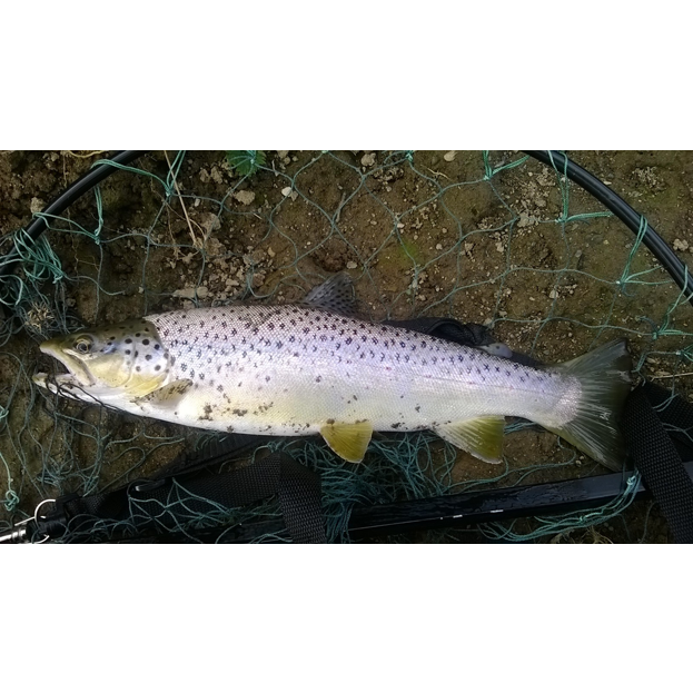 Big Brownie From The Horseshoe Pool