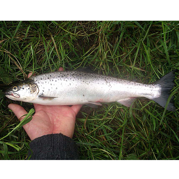 First Of The Season