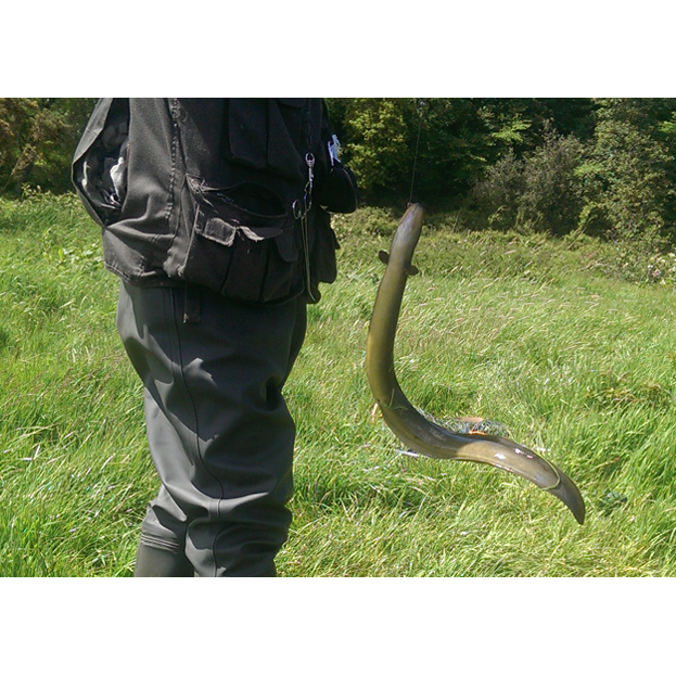 Carl Lowndes: Eel Over 2lb