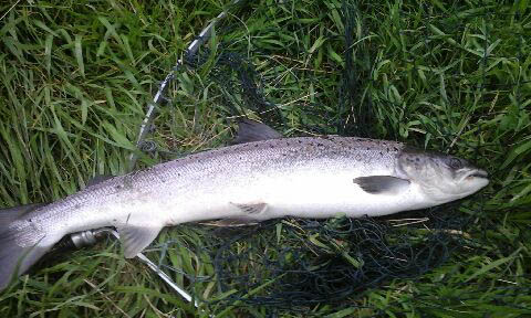 salmon