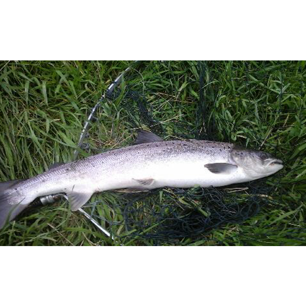2017 Catch & Release – No Changes
