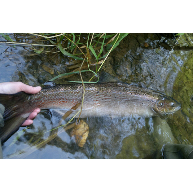 33 Inch Salmon