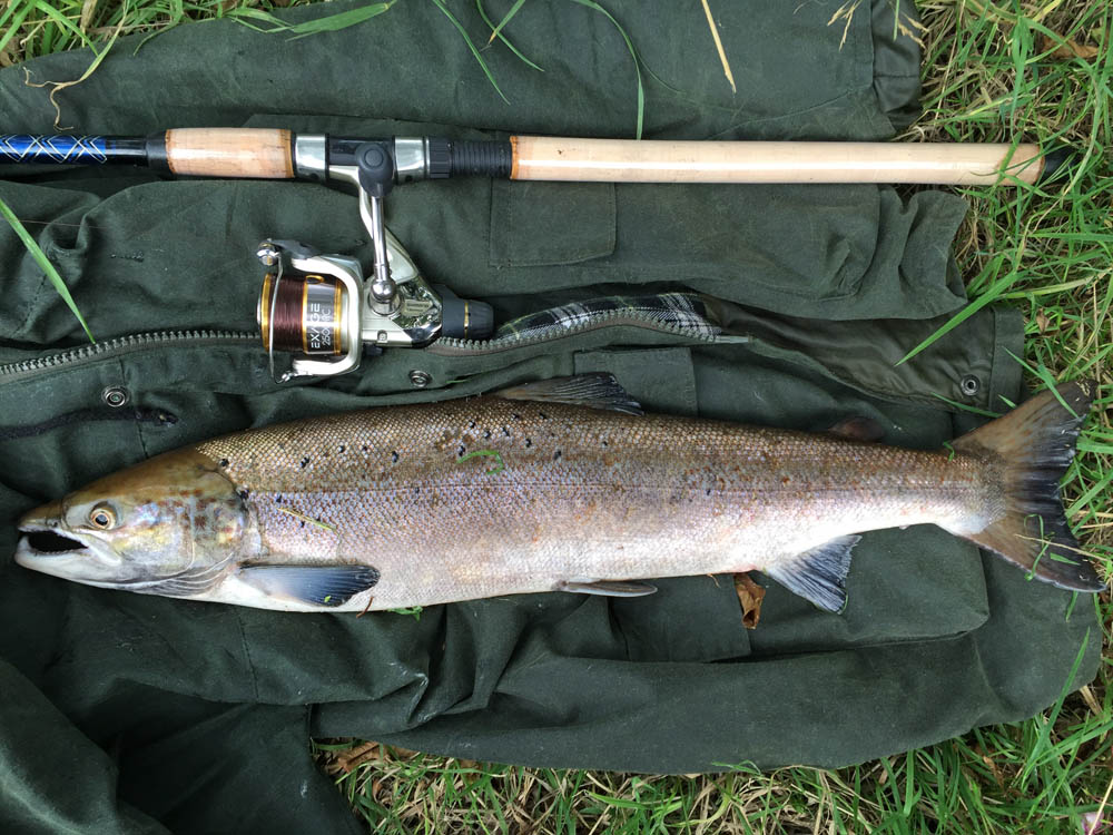 salmon