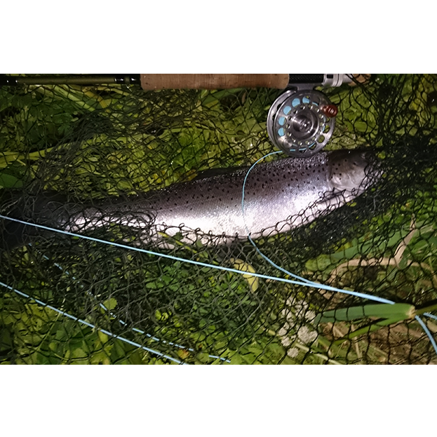 4lb Sewin