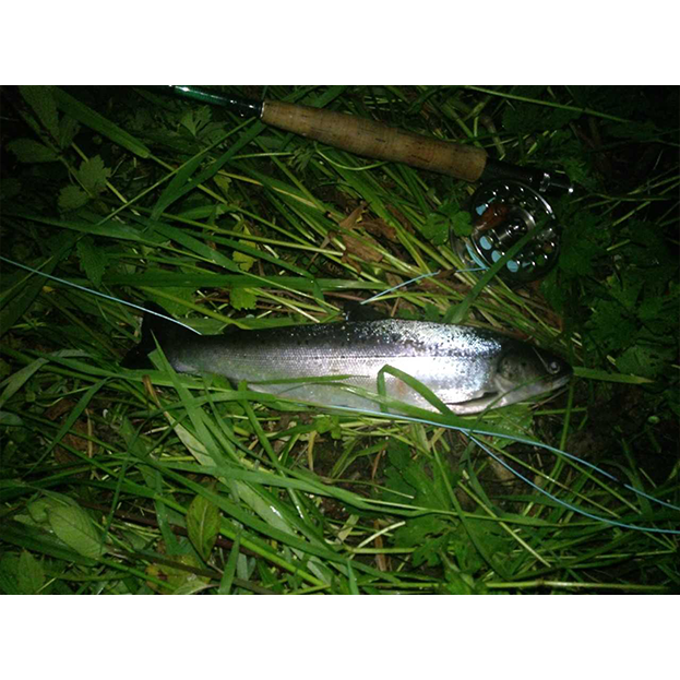 The Sewin are Starting to Run on the Western