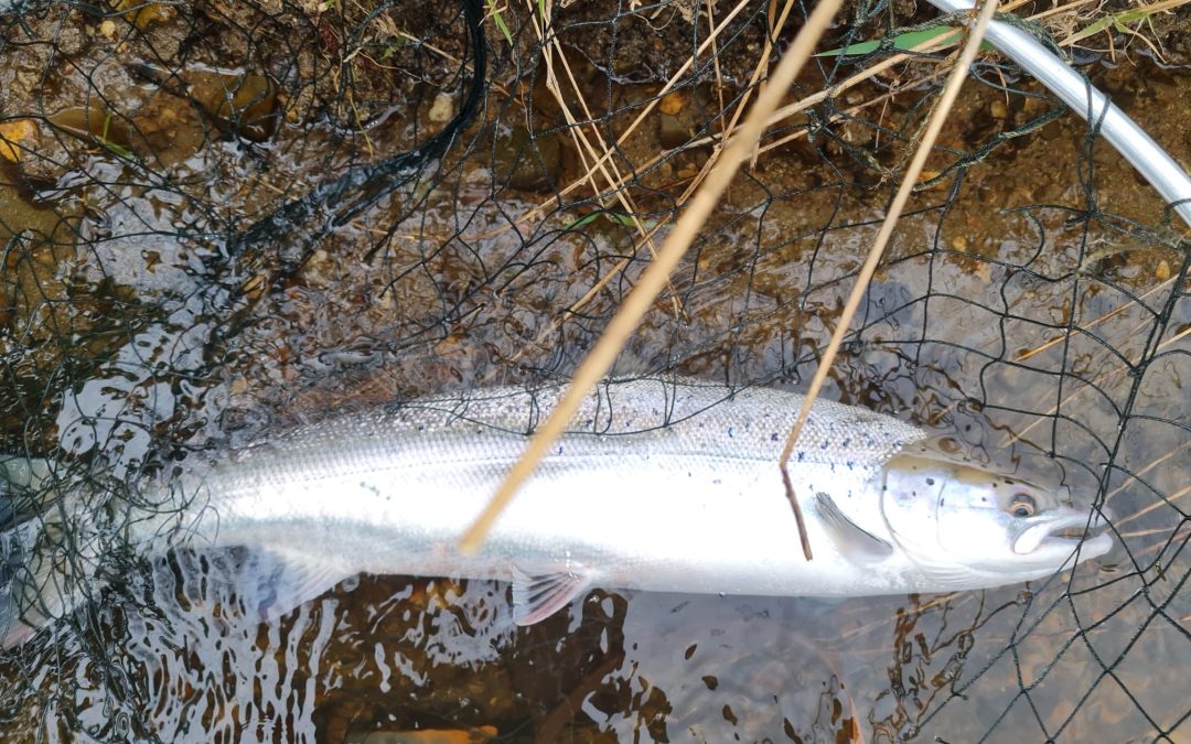 Adrian Batty is off the Mark